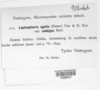 Plenodomus agnitus image